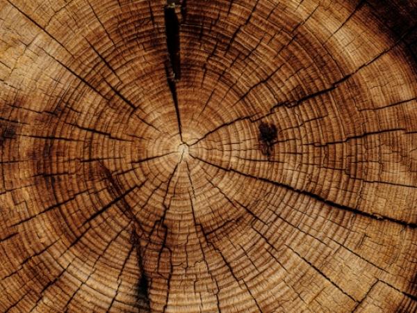 Jakiego drewna używamy w procesie produkcji?