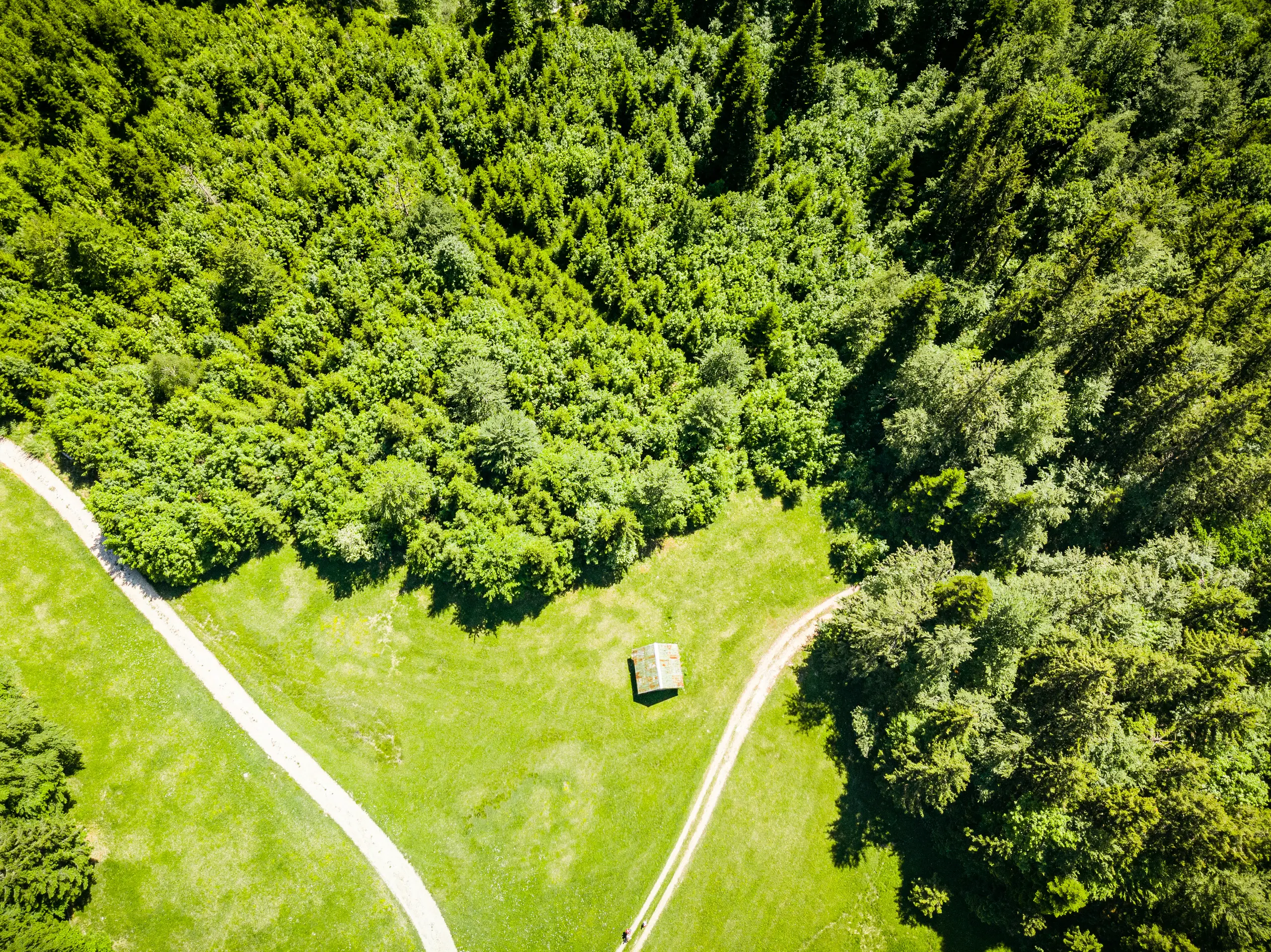 Działka leśna - czym jest i co można na niej postawić?