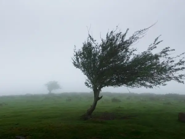 Czy wiatr nie porwie mi domku?