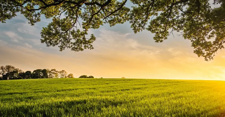 Jak zagospodarować dużą działkę?