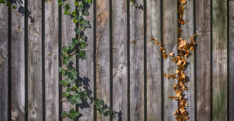 Jak wybrać kwiaty pnące na pergolę ogrodową?