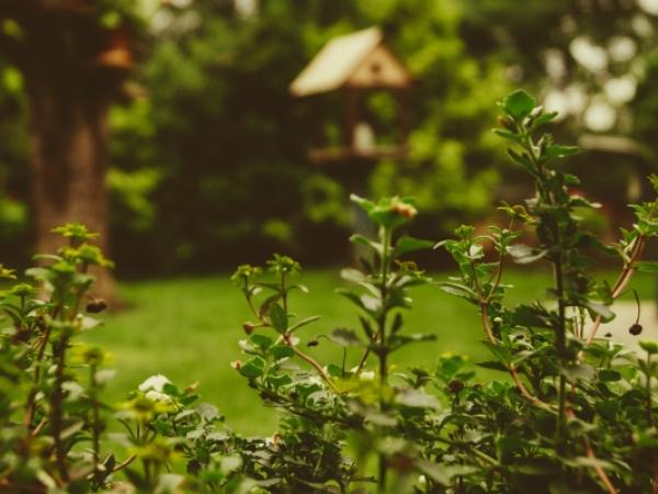 Impreza w ogrodzie – jak przygotować ogród?