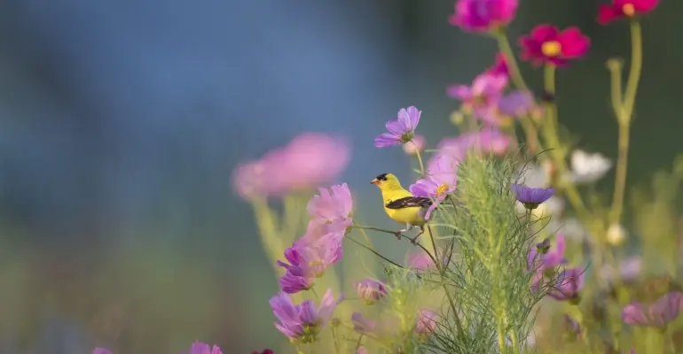 Jak założyć ogród, który kwitnie przez cały rok?