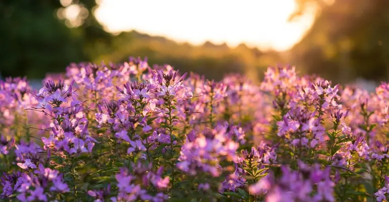 Jakie kwiaty wieloletnie do ogrodu wybrać?