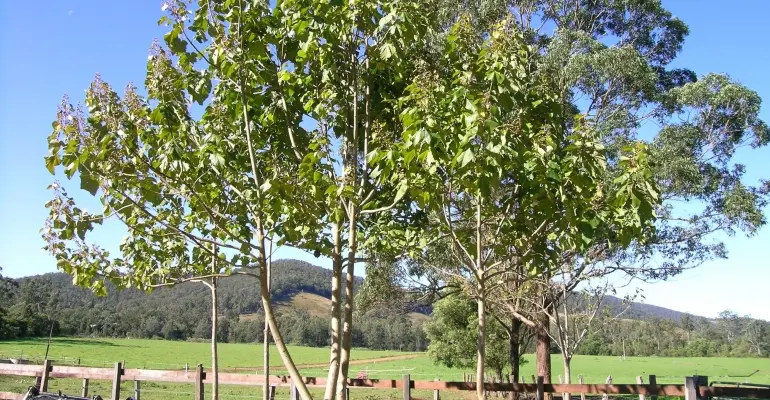 Drzewa szybko rosnące – jakie wybrać do ogrodu?