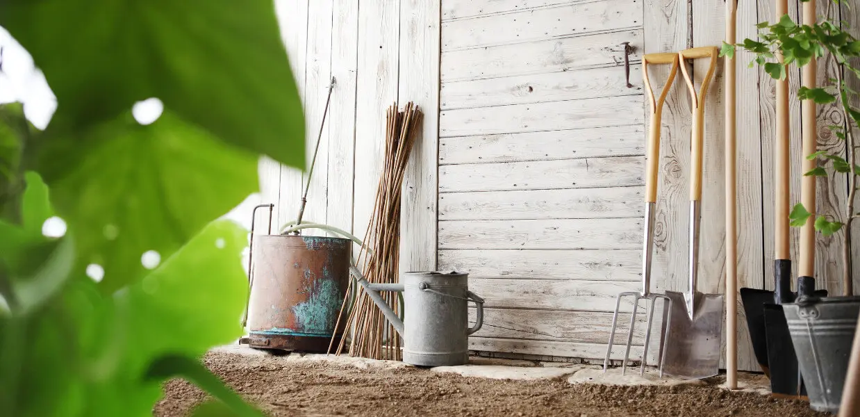 szkodniki drewna w domkach drewnianych